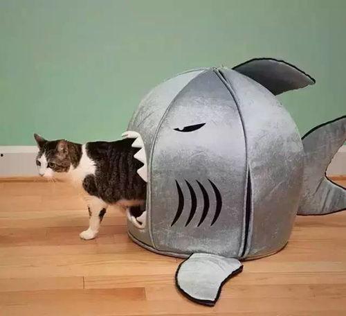 娱乐吃瓜酱改造猫窝,萌宠新居，趣味升级！  第2张